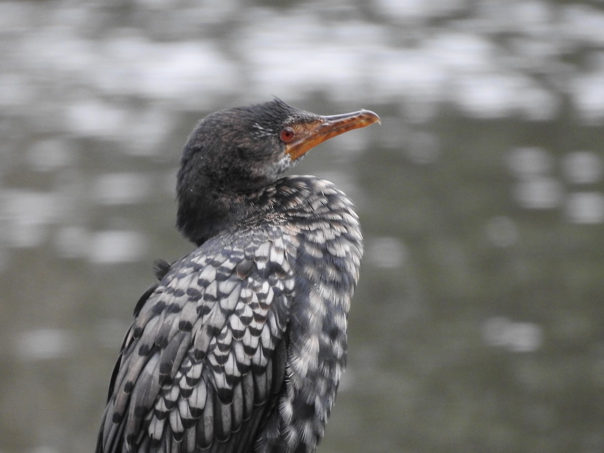 kormorán dlouhoocasý - ML645646825