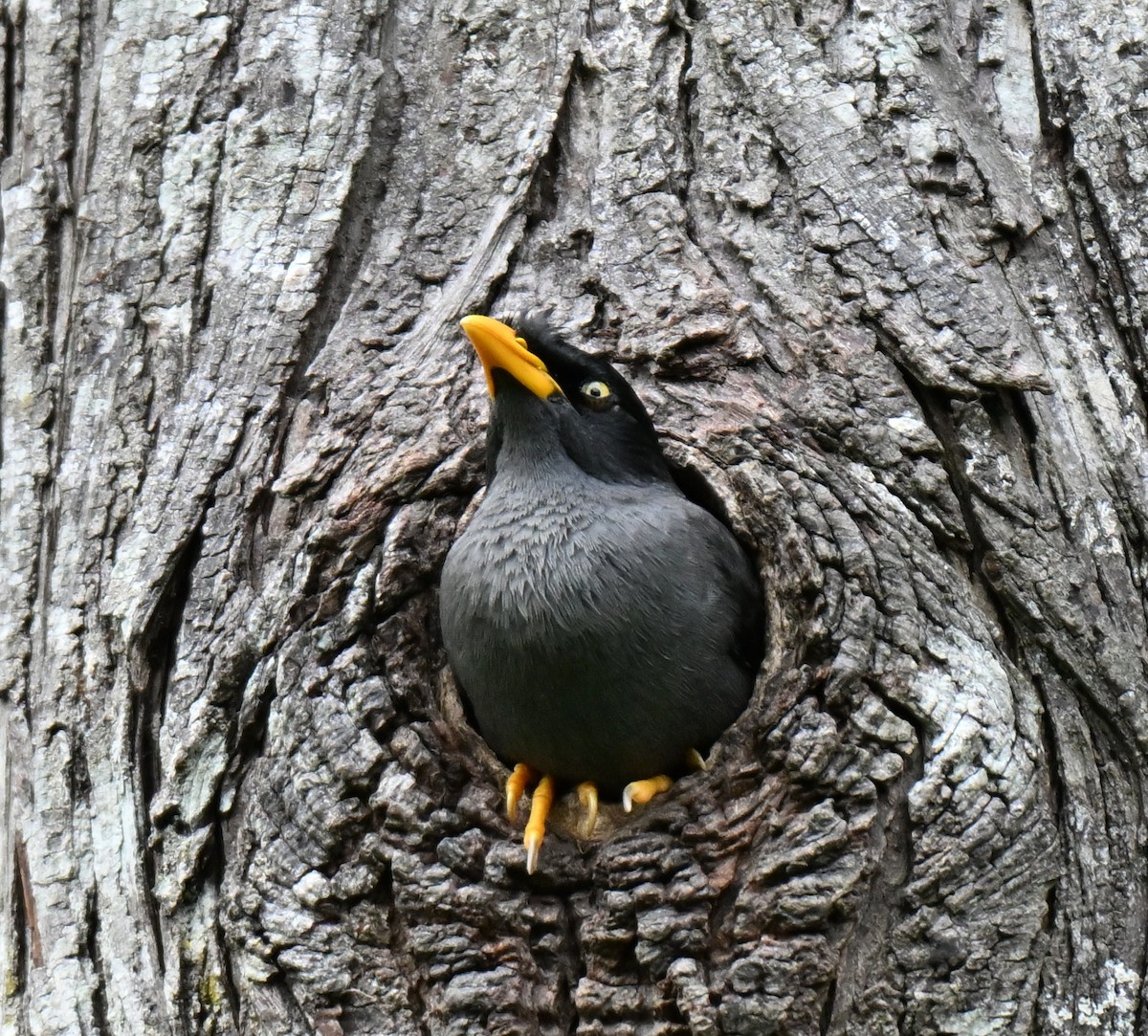 白尾八哥 - ML645646831