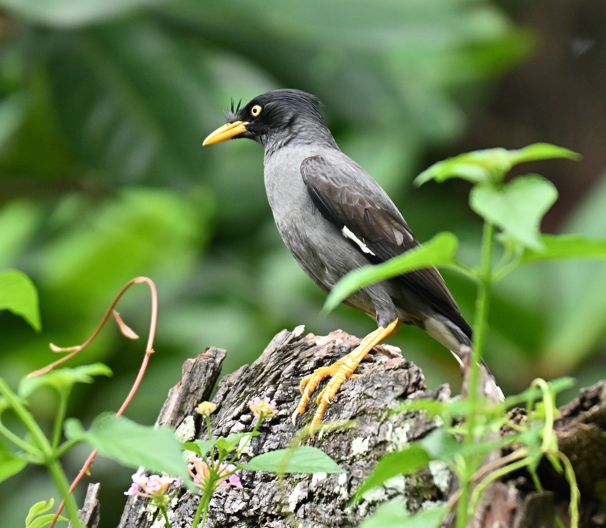 白尾八哥 - ML645646832