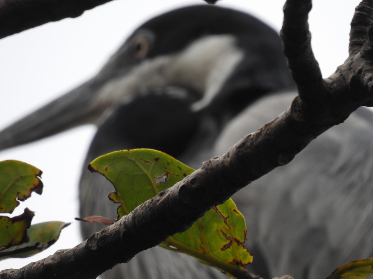 Héron mélanocéphale - ML645646858