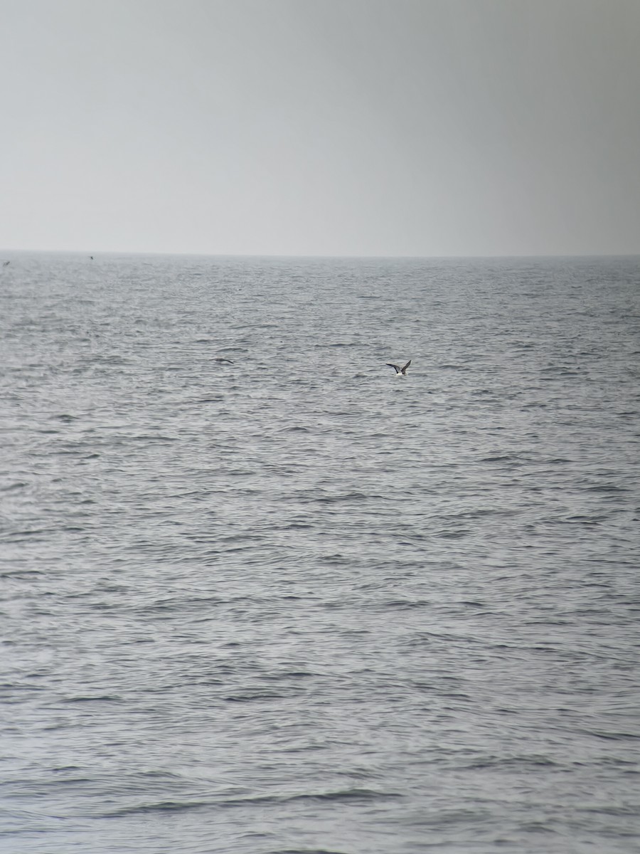 Streaked Shearwater - ML645646860