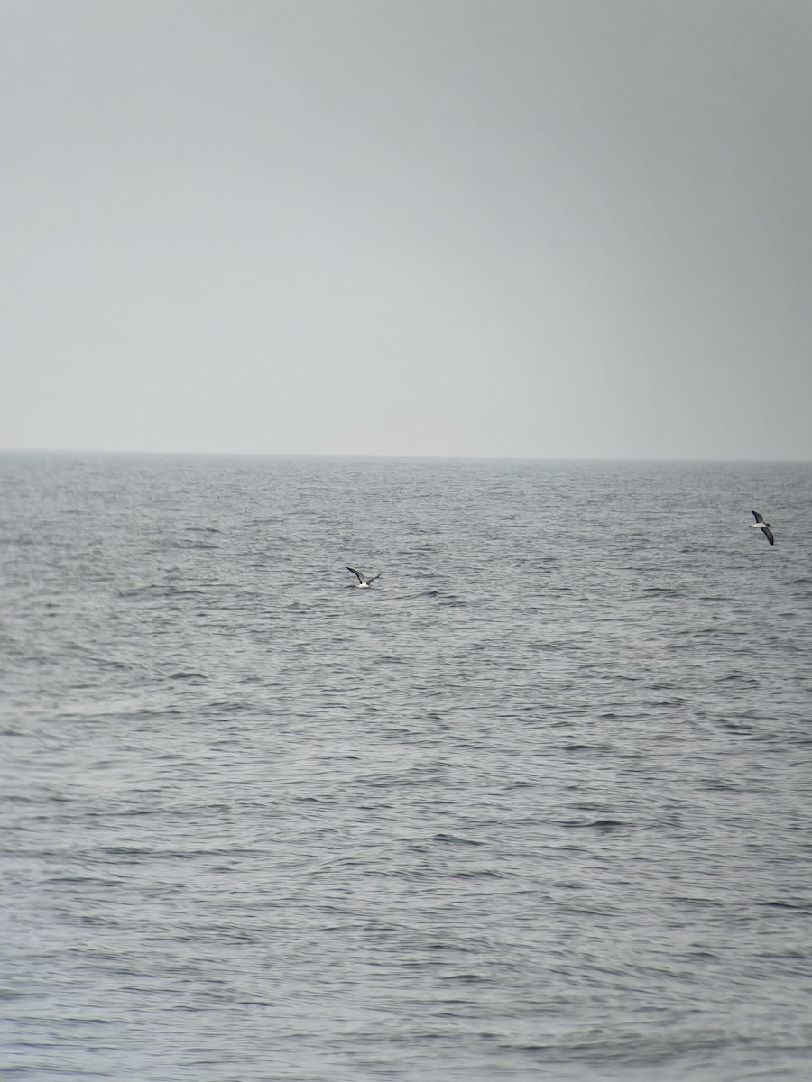 Streaked Shearwater - ML645646863