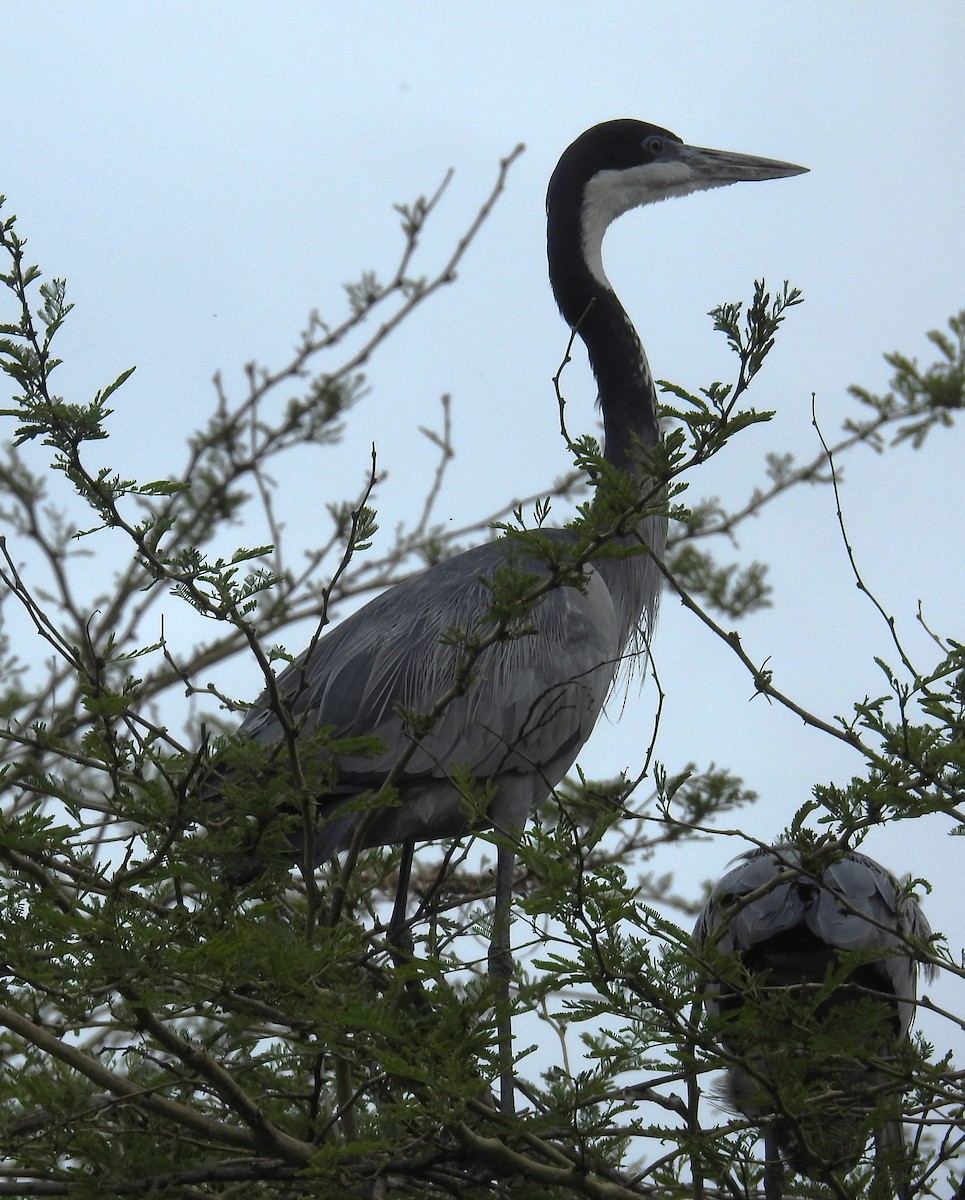 Héron mélanocéphale - ML645646900