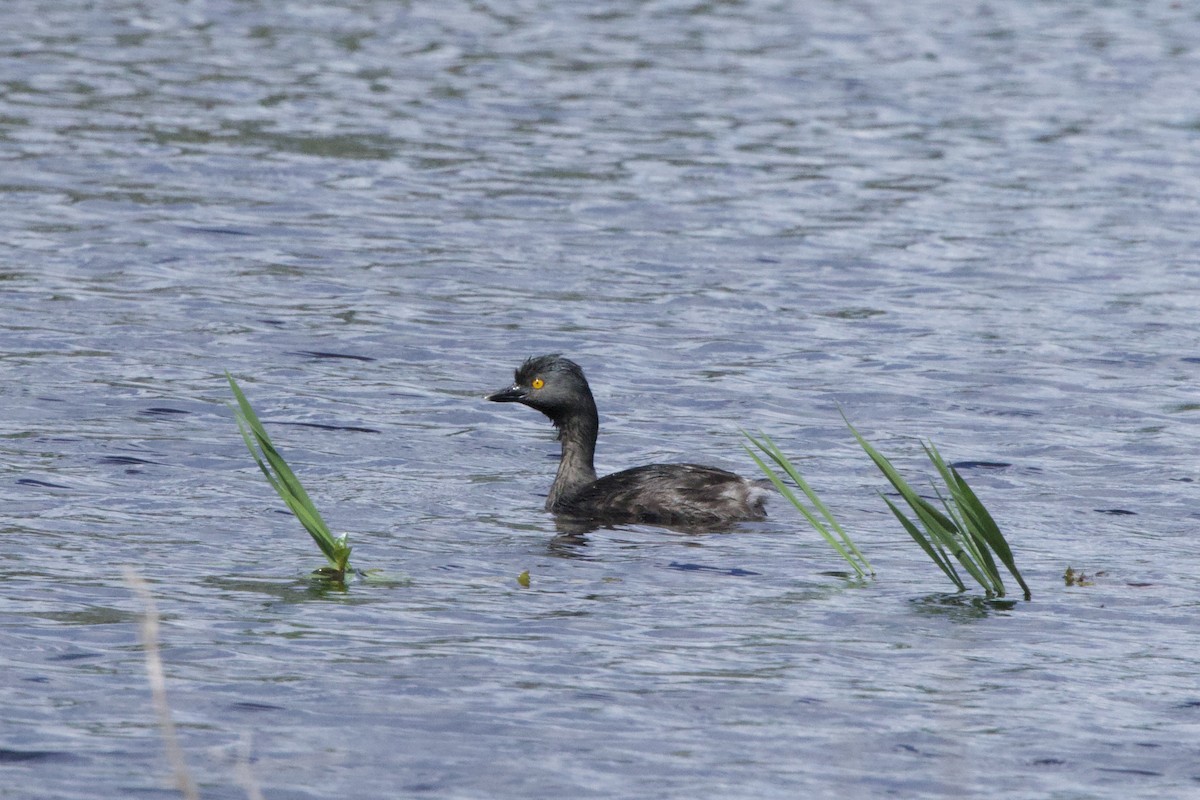 Least Grebe - ML645646901