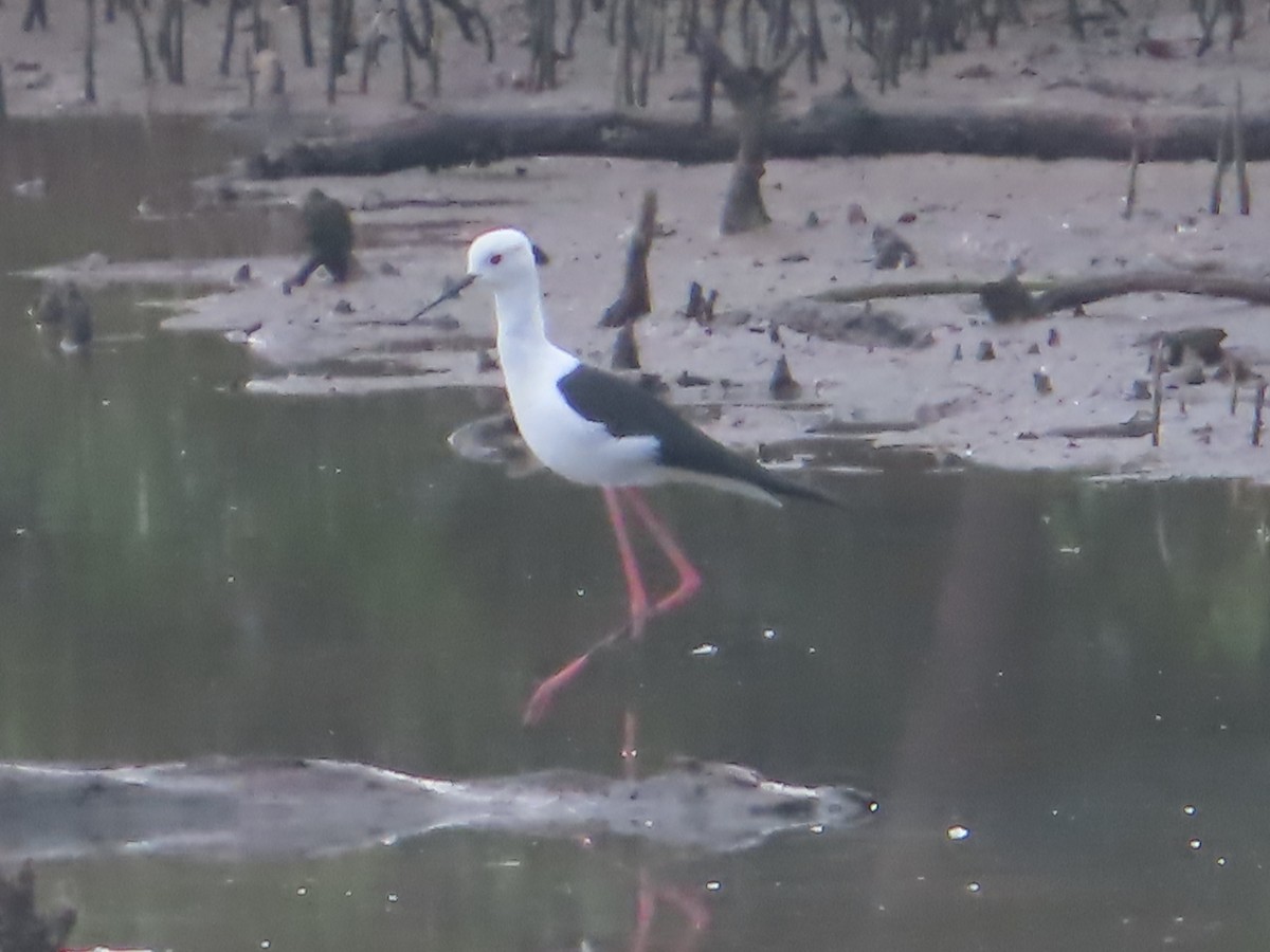 Zankaluze eurasiarra - ML645646902