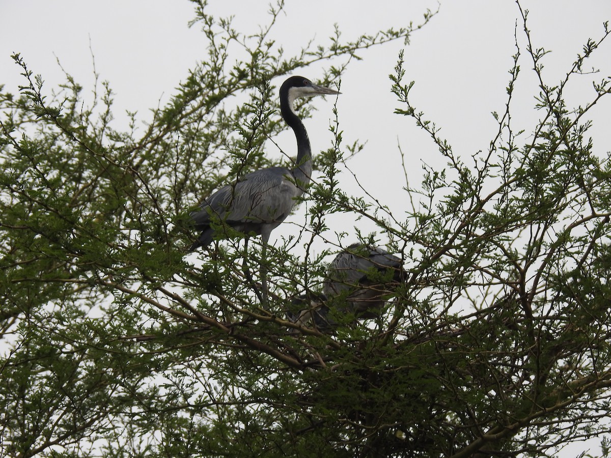 Héron mélanocéphale - ML645646905