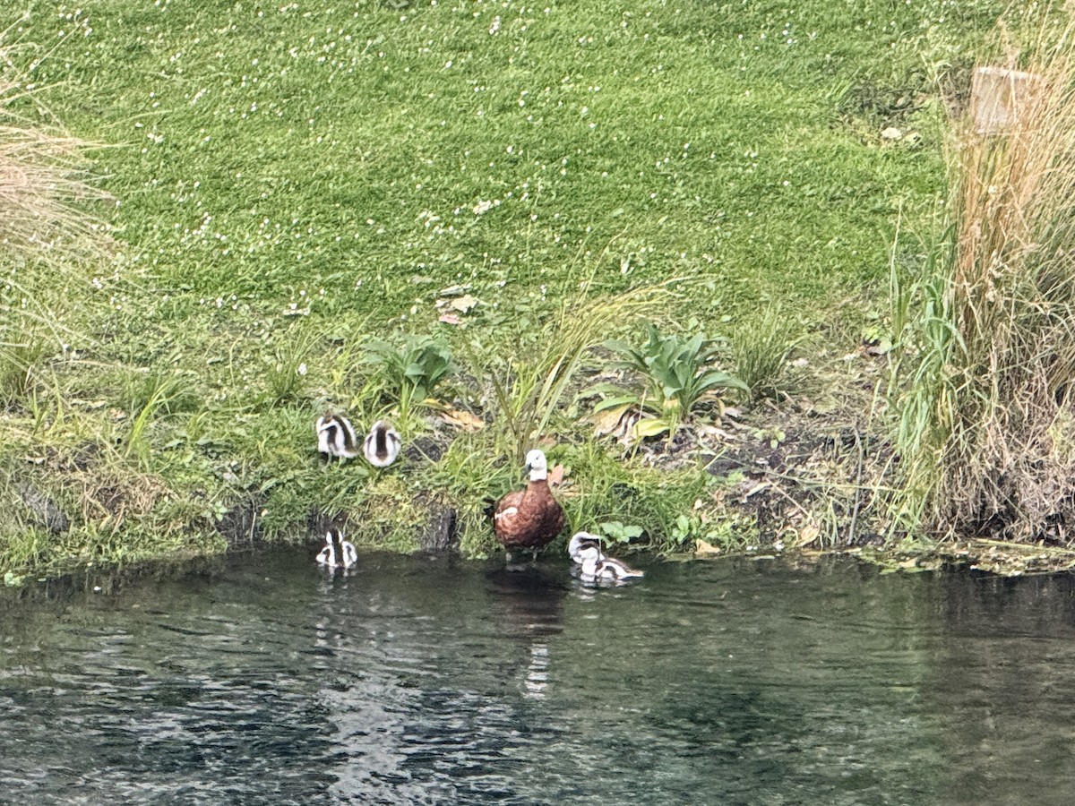 maorirustand - ML645646906