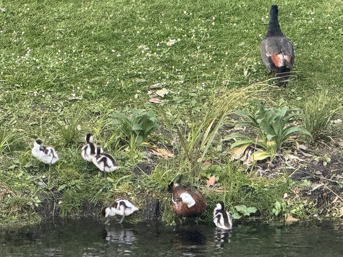 maorirustand - ML645646907