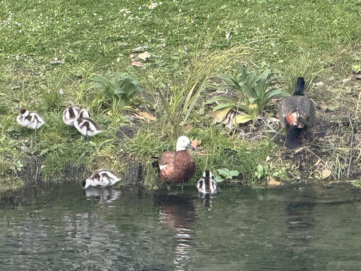 maorirustand - ML645646909