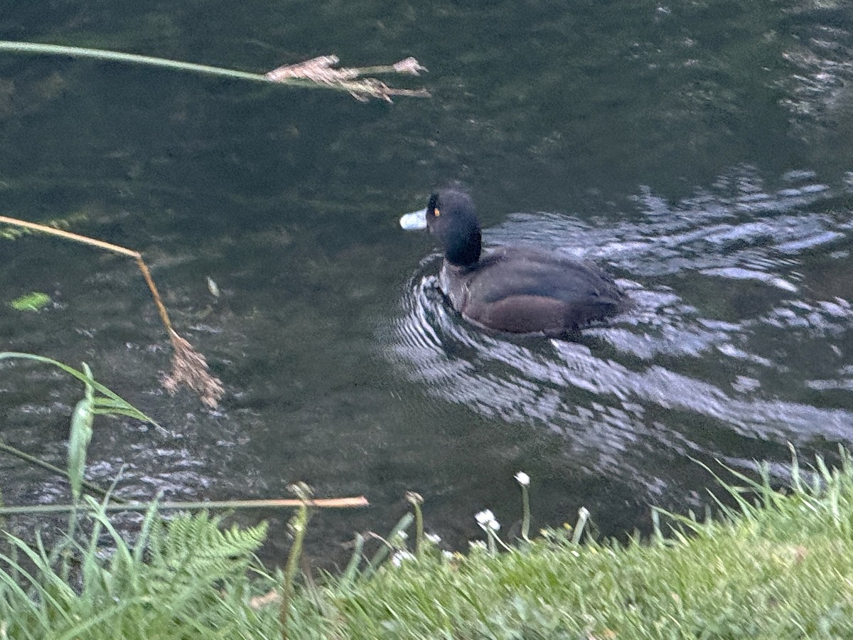 maoridykkand - ML645646911