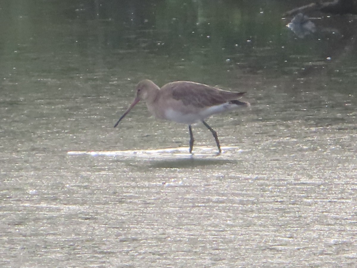 Black-tailed Godwit - ML645646916