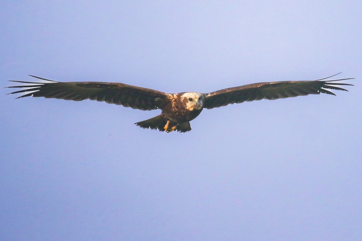 Western Marsh Harrier - ML645646935