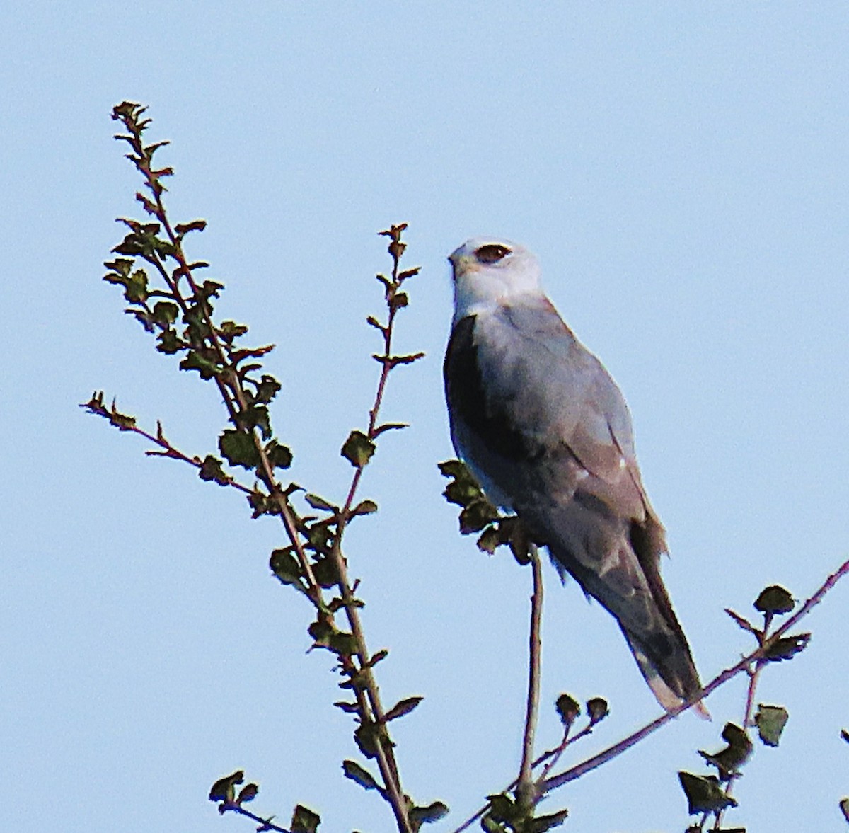 White-tailed Kite - ML645646938