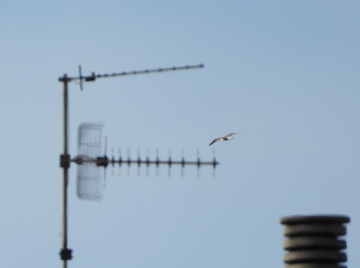 Zafferano - ML645646949