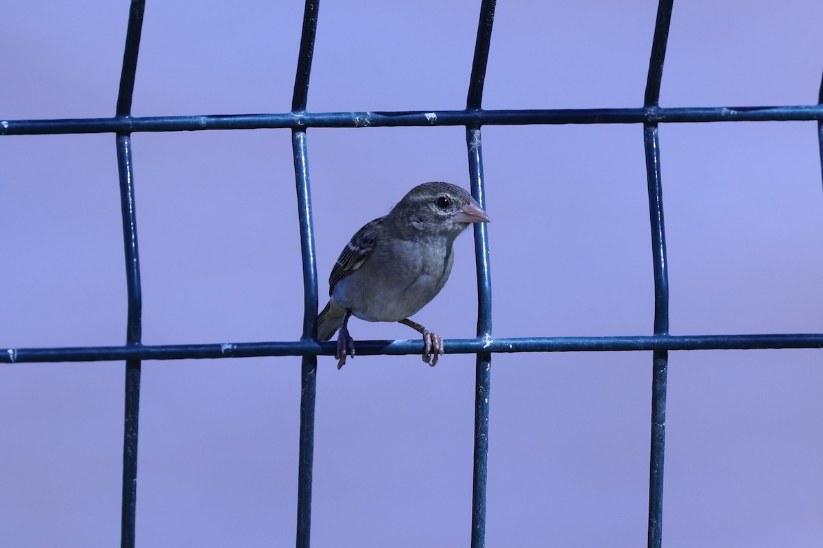 Red Fody - ML645646951