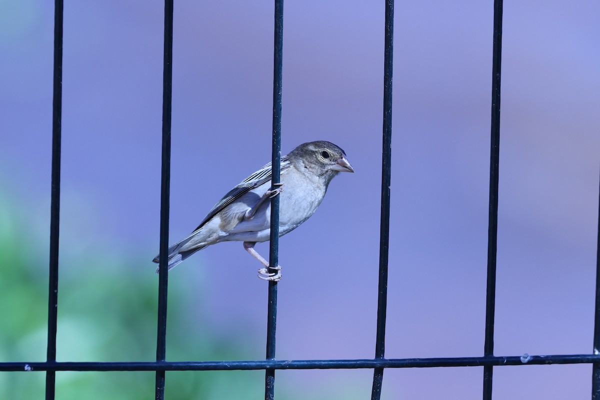 Red Fody - ML645646952