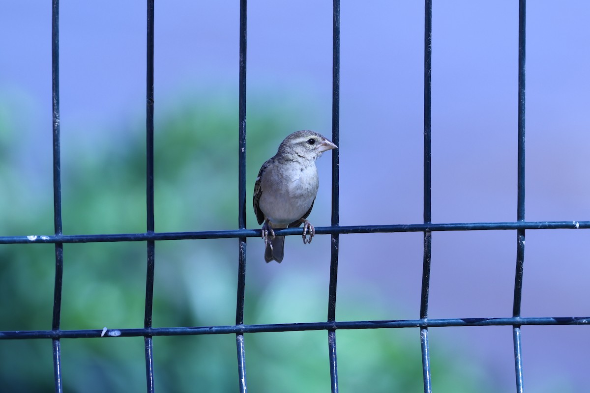 Red Fody - ML645646953