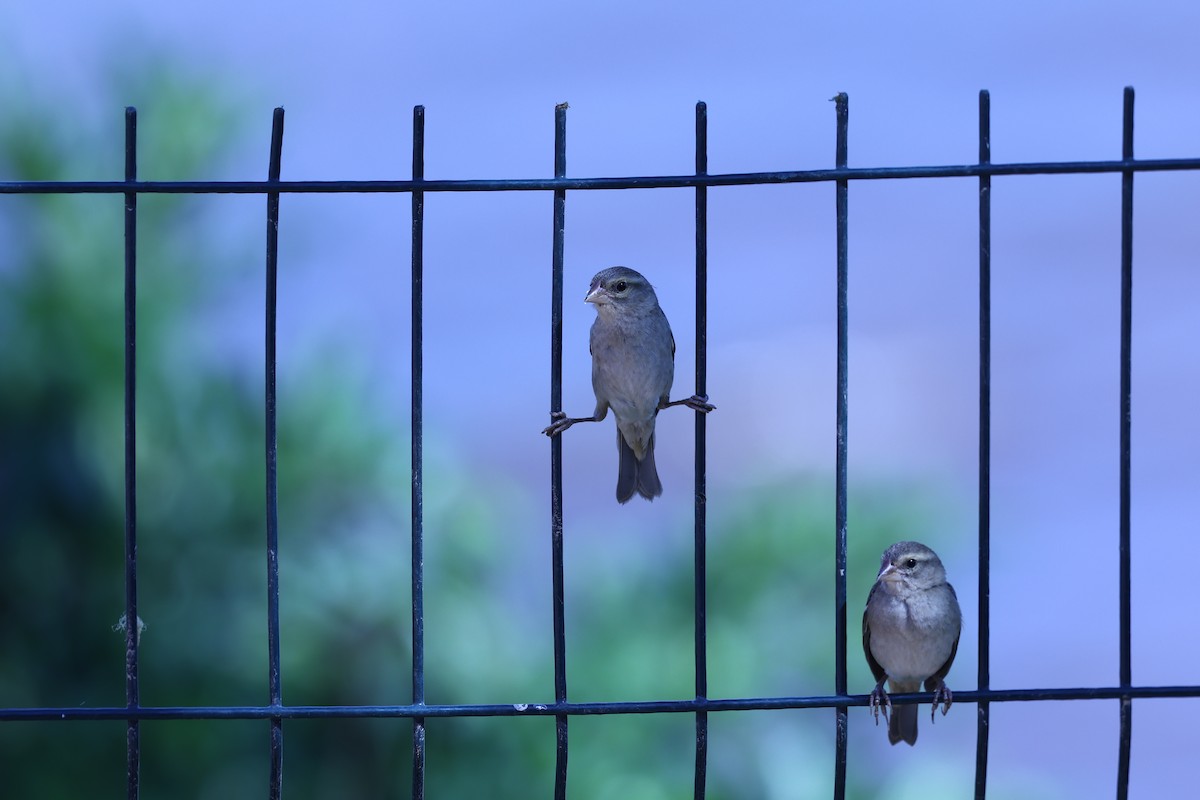 Red Fody - ML645646954