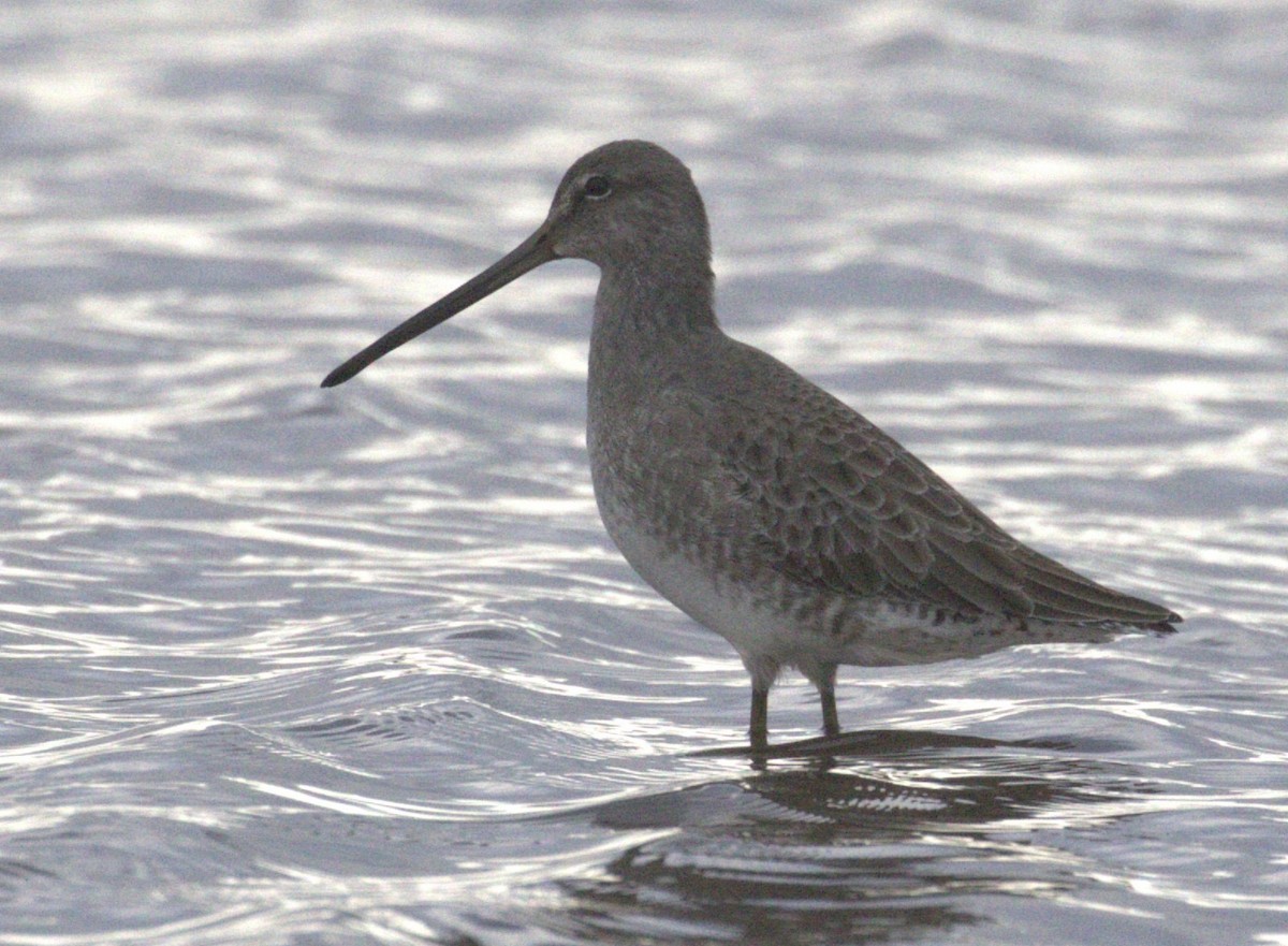 Long-billed Dowitcher - ML645646957