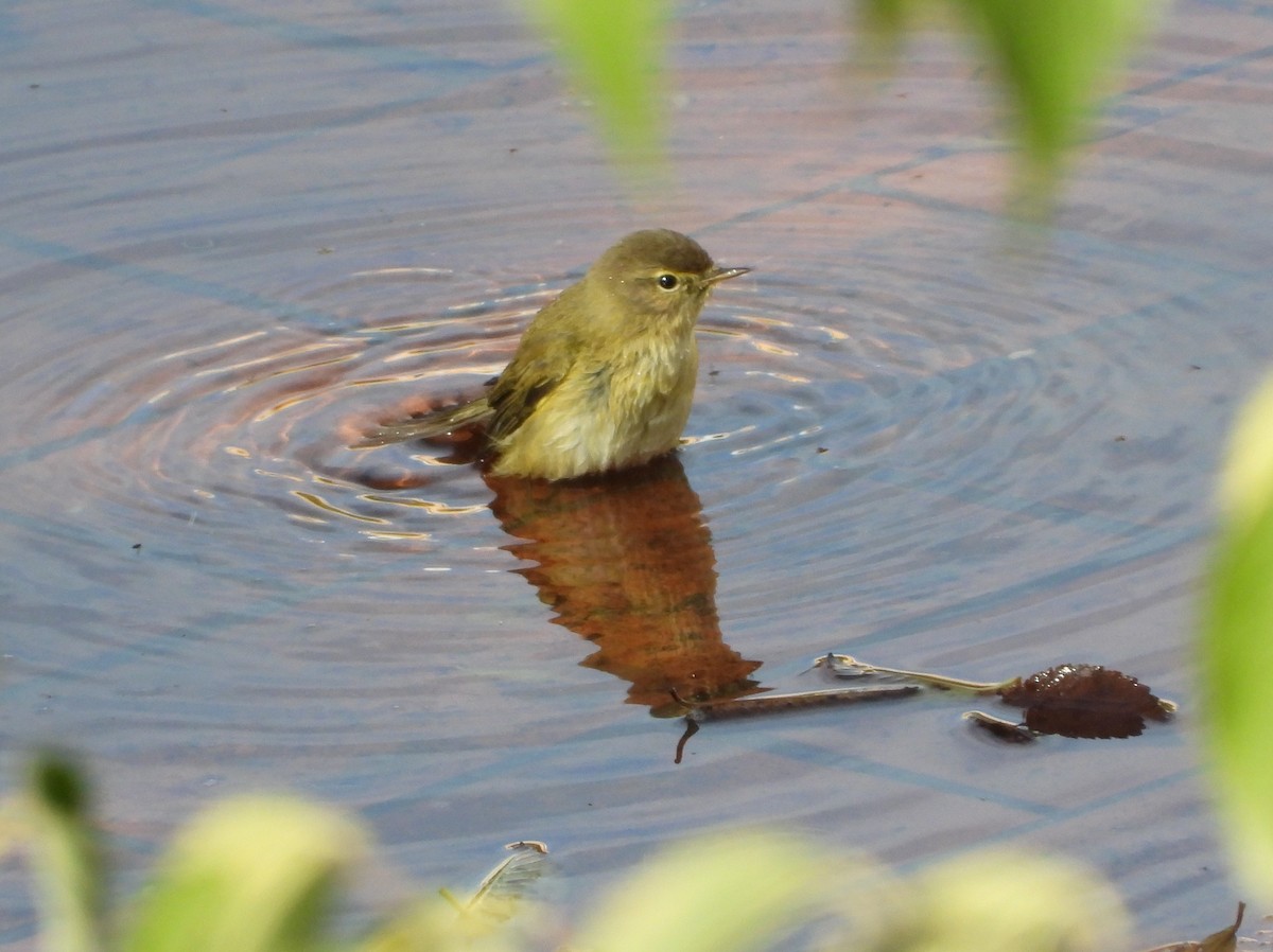 Common Chiffchaff - ML645646959
