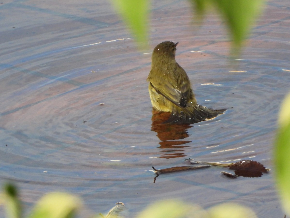 Common Chiffchaff - ML645646960
