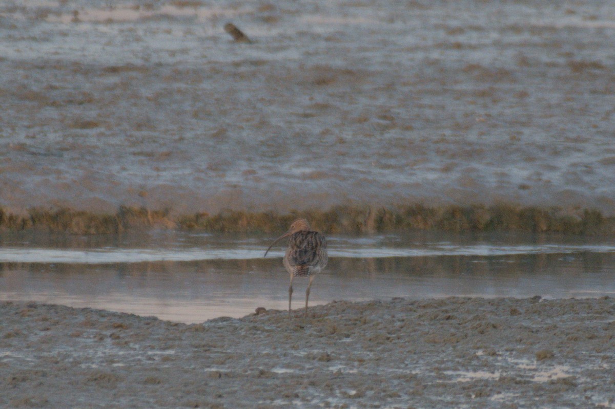 Eurasian Curlew - ML645646961