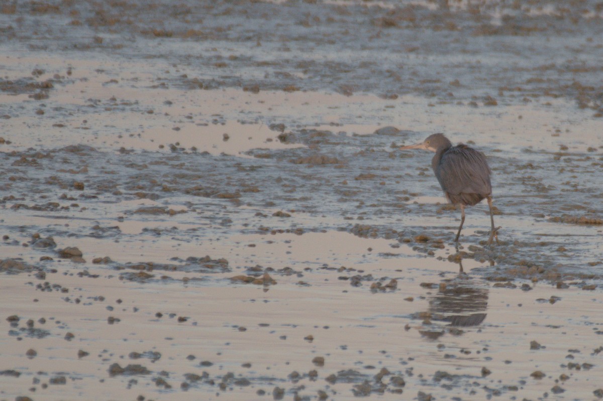 Western Reef-Heron - ML645646964
