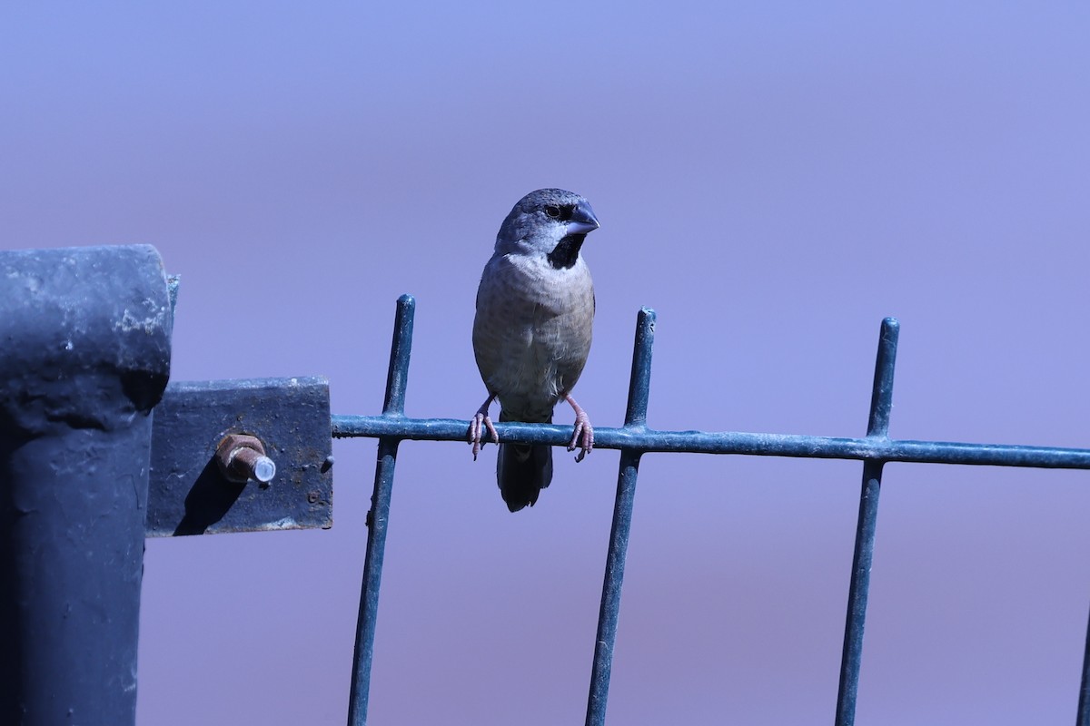 Madagascar Munia - ML645646965