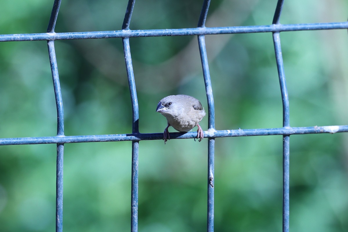 Madagascar Munia - ML645646966