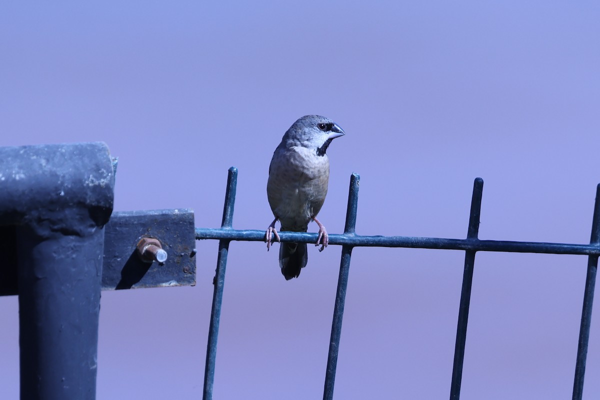 Madagascar Munia - ML645646967