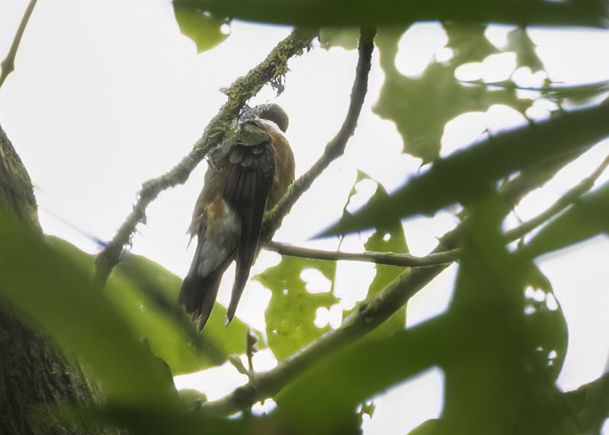 Amazilia Hummingbird - ML645646971