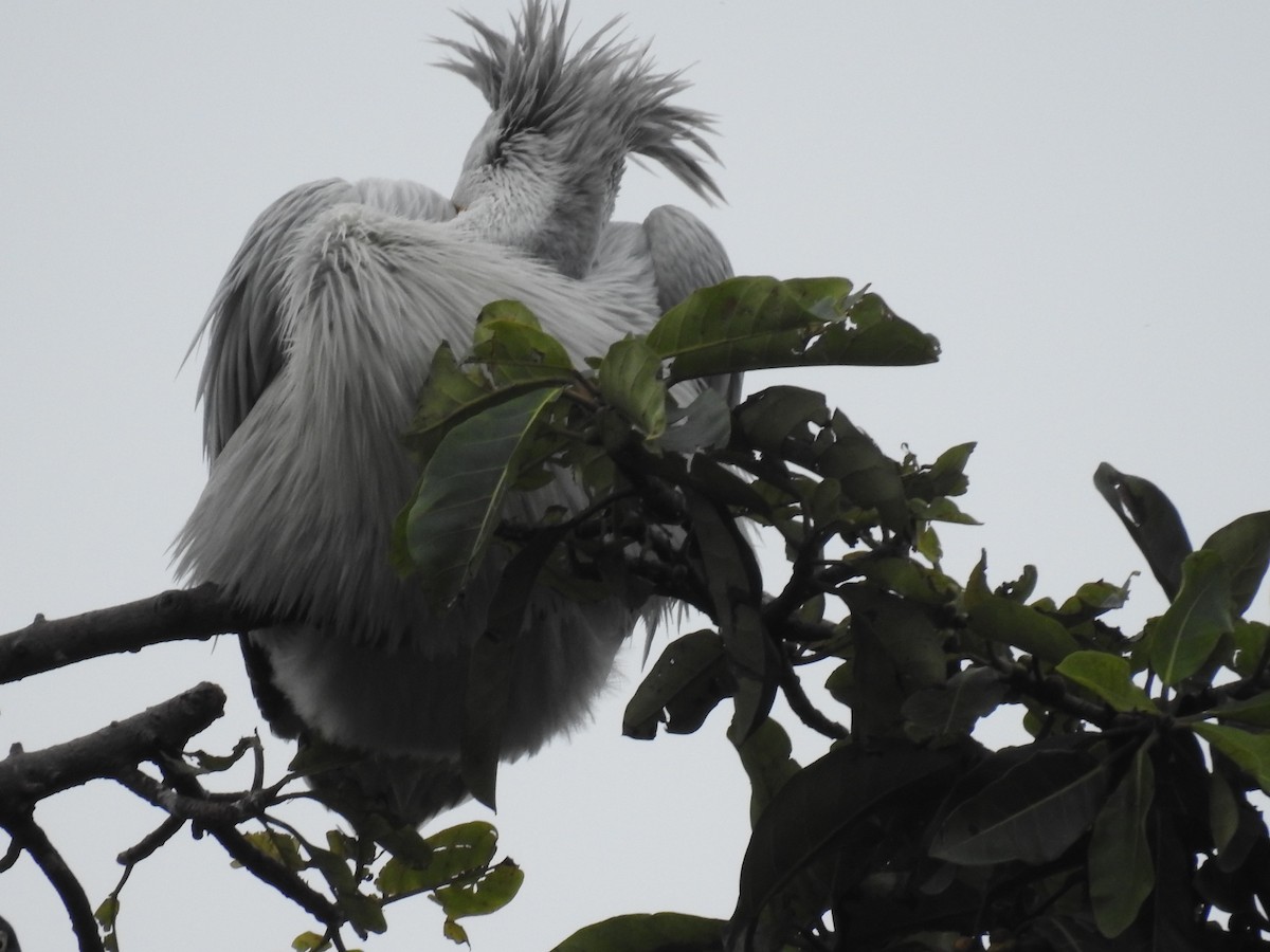 Pink-backed Pelican - ML645646972