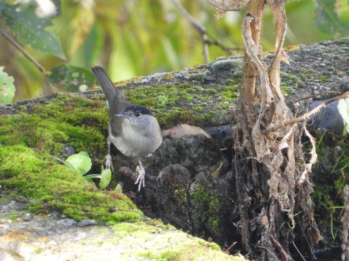 Eurasian Blackcap - ML645646974