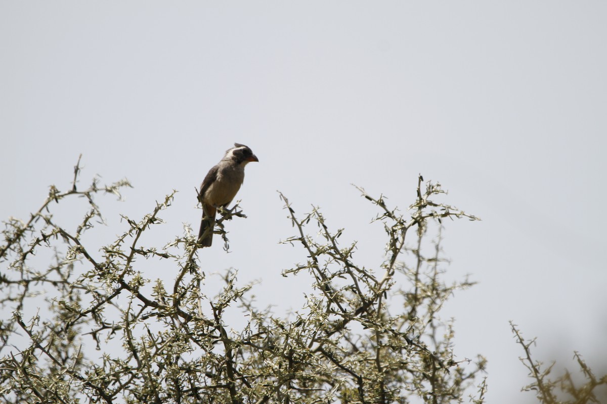Golden-billed Saltator - ML645646975