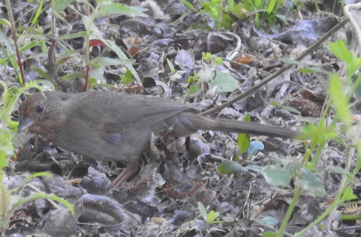 California Towhee - ML645646979