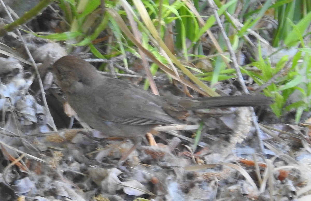California Towhee - ML645646980