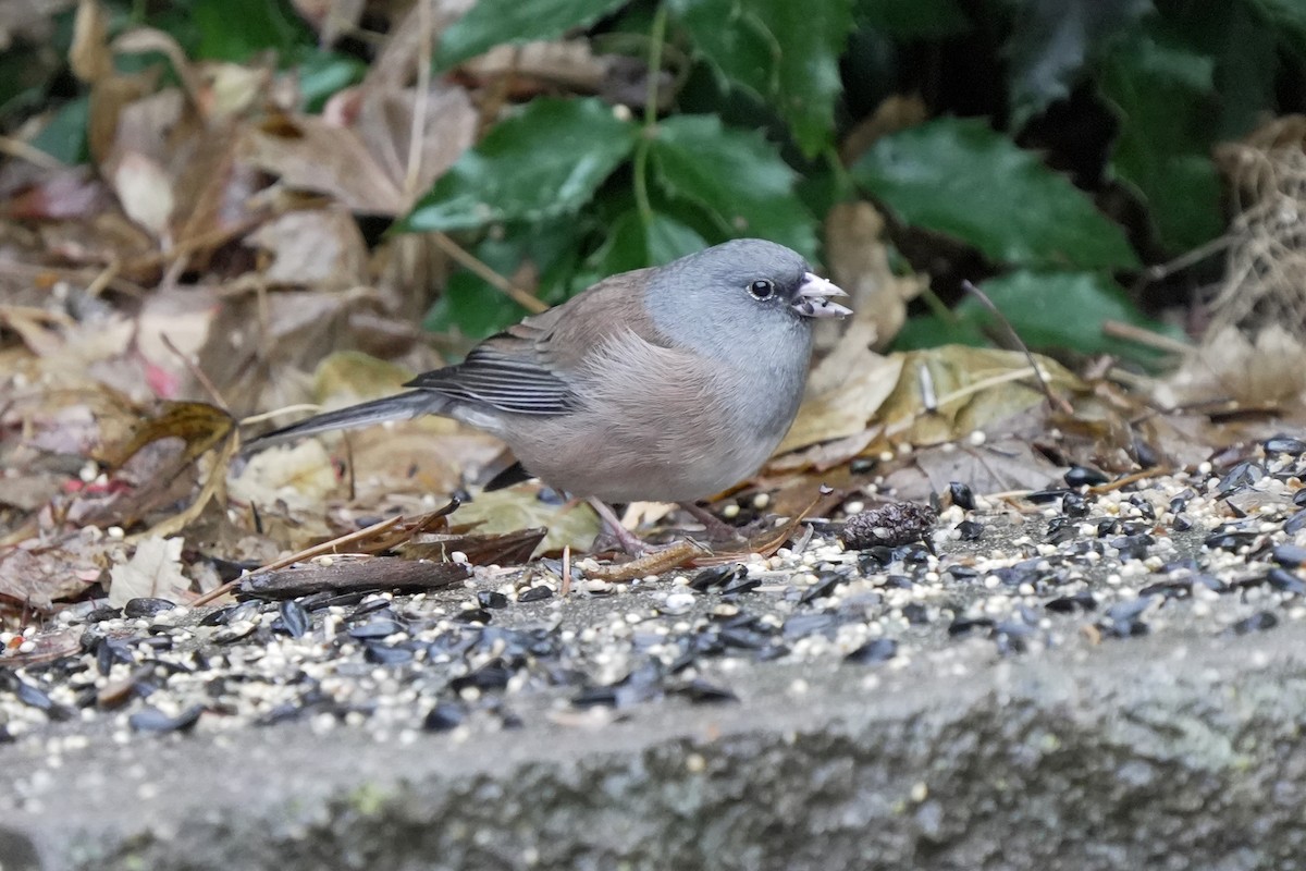 Dark-eyed Junco (Pink-sided) - ML645646981
