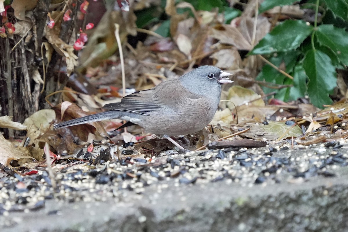 Dark-eyed Junco (Pink-sided) - ML645646983