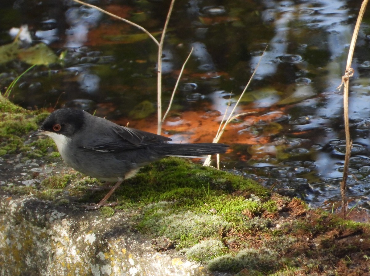Sardinian Warbler - ML645646985