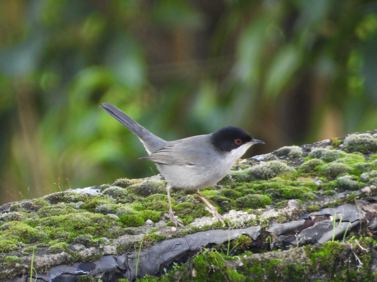 Sardinian Warbler - ML645646986