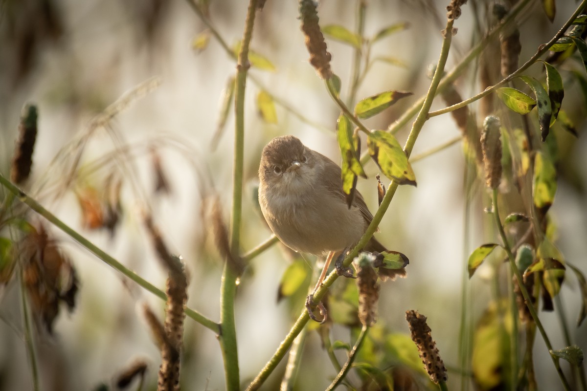 Booted Warbler - ML645647015