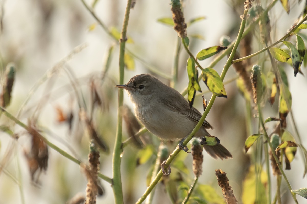 Booted Warbler - ML645647016