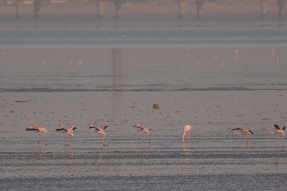 大紅鸛 - ML645647019