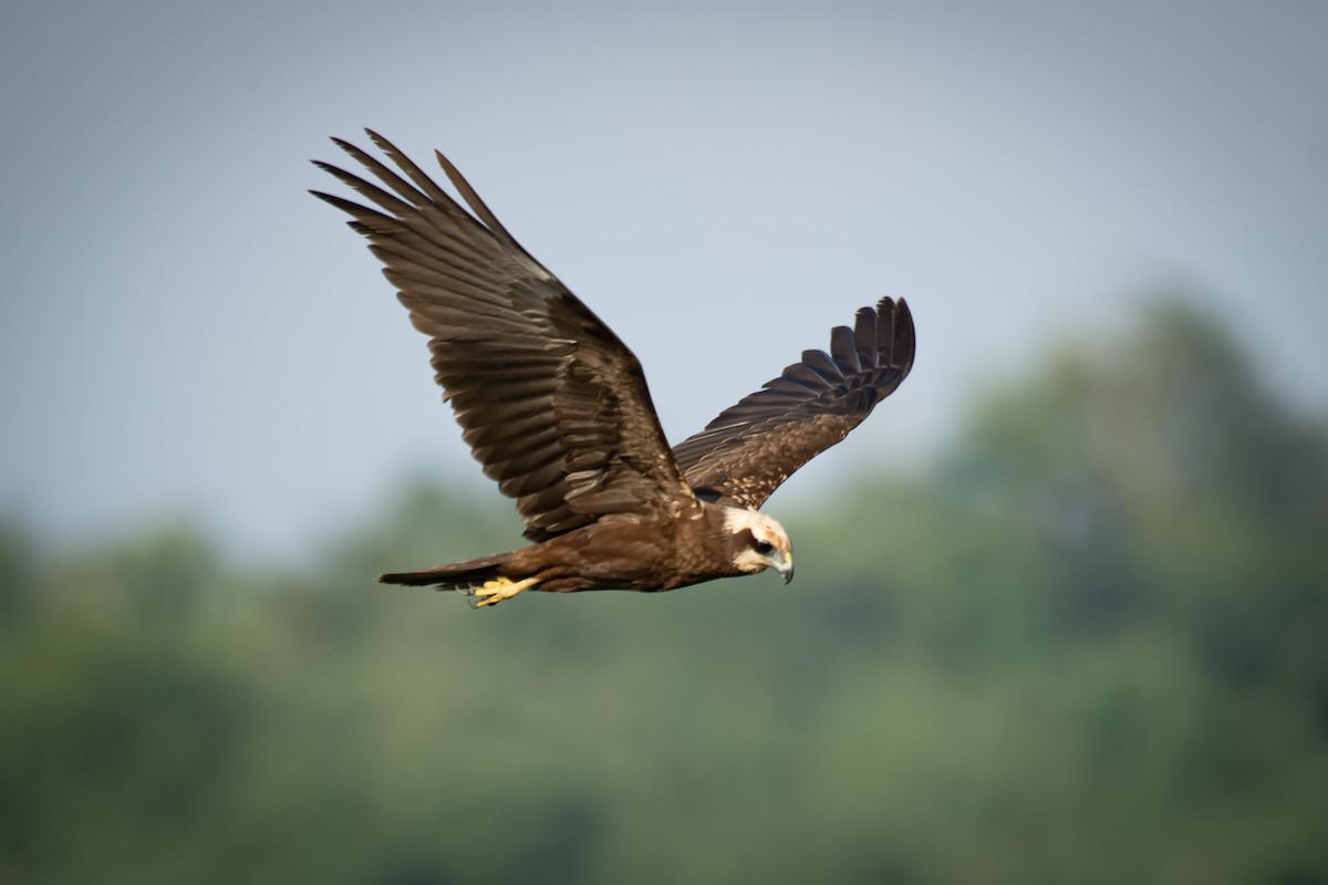 西方澤鵟 - ML645647020