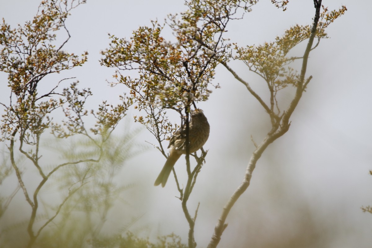White-tipped Plantcutter - ML645647022