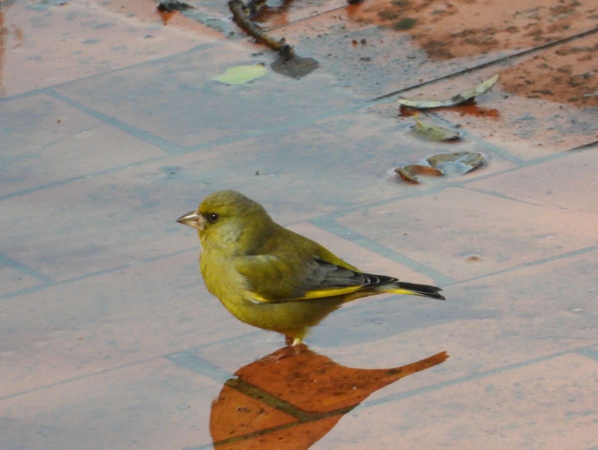 European Greenfinch - ML645647027