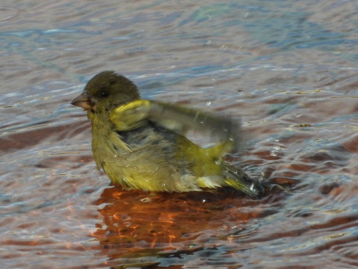 European Greenfinch - ML645647028