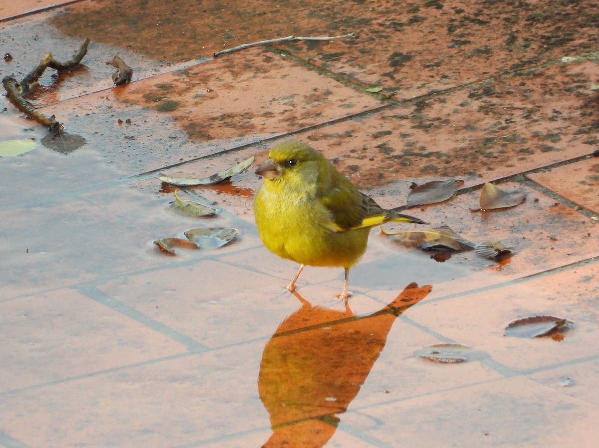 European Greenfinch - ML645647029