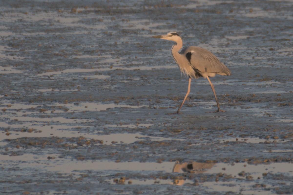 蒼鷺 - ML645647030