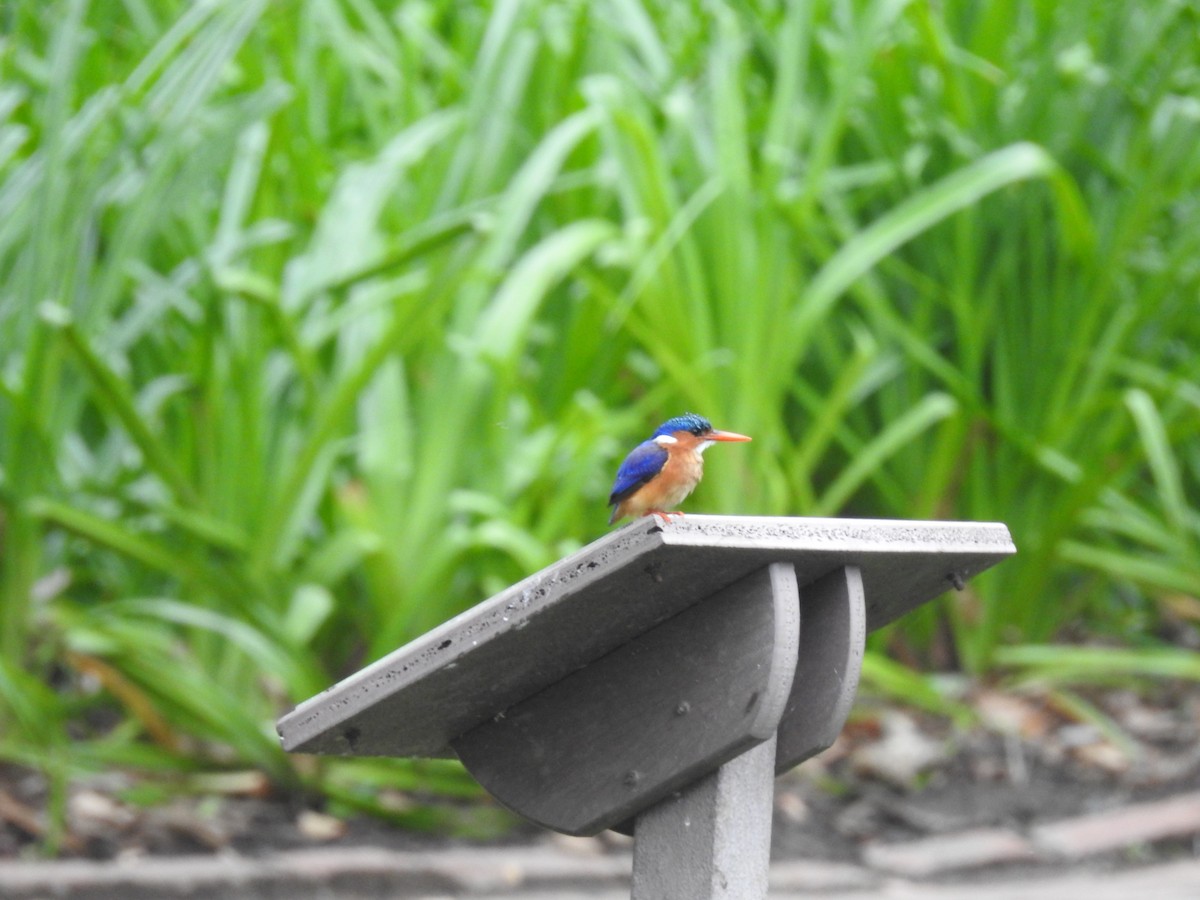 Malachite Kingfisher - ML645647031